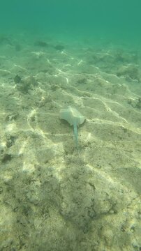 Pastinaca dalle macchie blu. Snorkelling nelle acque di Sharm el Sheikh