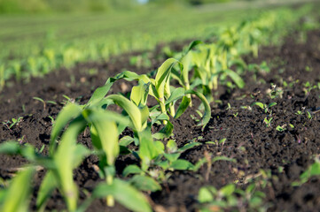 Rows of young corn plants emerge from nutrient-rich soil in a sunlit field, showcasing healthy growth during spring
