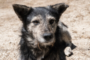 Portrait of a adorable mongrel  stray dog in the street