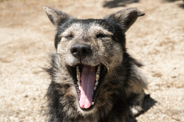 Funny adorable mongrel stray dog yawning