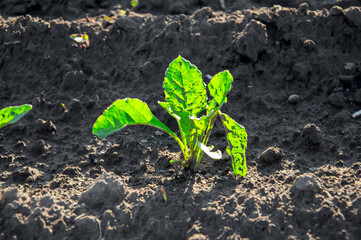 A young sugar beet plant stands out in rich soil, basking in sunlight in an agricultural setting during the growing season