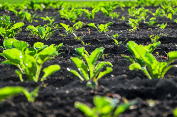 Sugar beet plants thrive in fertile soil, soaking up sunlight as they grow in an expansive farm field during the growing season