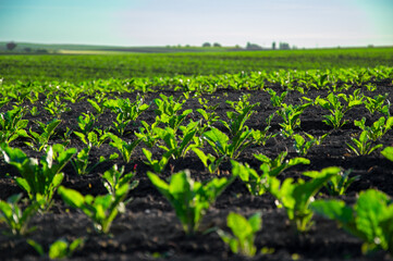 Bright green sugar beet plants grow steadily under the clear sky in a well-tended agricultural field during early morning hours