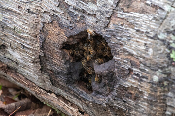 Active Africanized bee colony with visible honeycomb inside a tree trunk cavity. Blurred natural background.