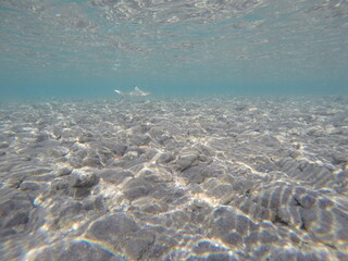 The baby blacktip reef shark (Carcharhinus melanopterus) is a small, agile marine predator commonly...