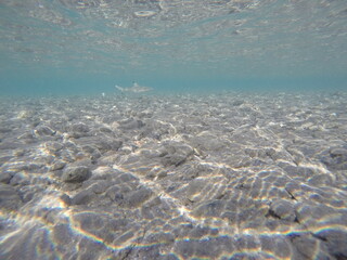 The baby blacktip reef shark (Carcharhinus melanopterus) is a small, agile marine predator commonly...