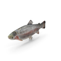 Fresh whole rainbow trout fish isolated on transparent background