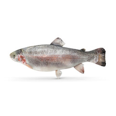 Fresh whole trout fish isolated on transparent background