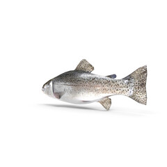 Fresh whole trout fish isolated on transparent background