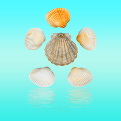 Arrangement of colorful sea shells in the shape of a turtle with a reflection on a blue gradient background.