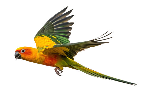 vibrant sun conure parrot in flight isolated on white background