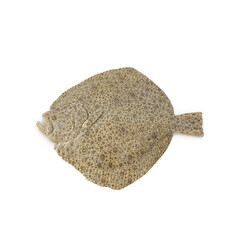 Fresh whole turbot fish isolated on transparent background