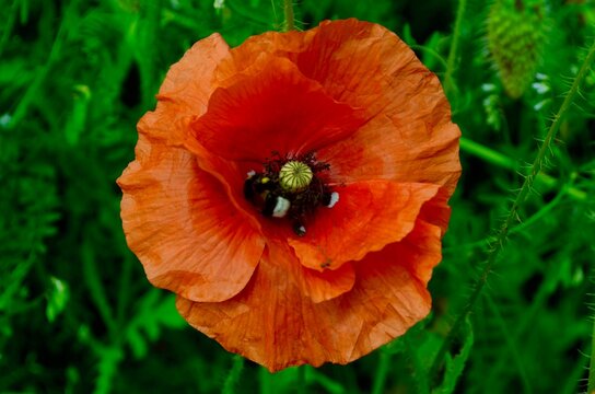 wild flower red poppy blooming in the field