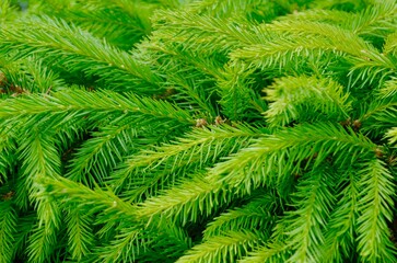 green young spruce branches of needles