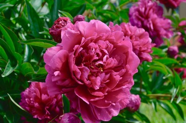 spring flowers blooming peony bush