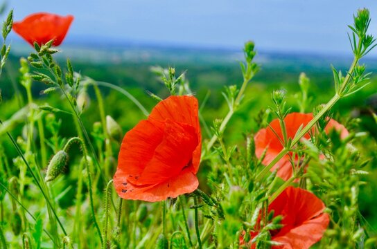 wild flower red poppy blooming in the field