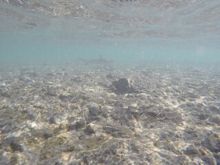 juvenile blast tip shark carcharhinus melanopterus