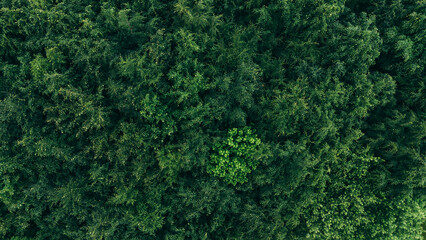 Dense Green Forest Canopy Aerial
