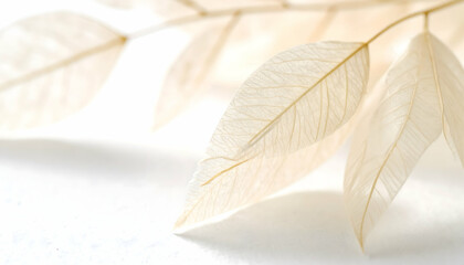 Delicate Dried Beige Leaves on White Background