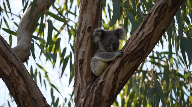 Koala resting in the fork of a eucalyptus tree