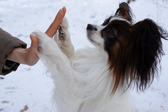 Papillon dog and owner sharing a joyful moment