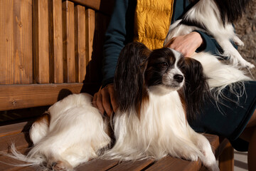 Owner with two purebred papillon dogs relaxing