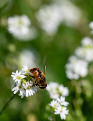 Gęsiówka szorstkowłosista (Arabis hirsuta (L.) Scop.), Gnojka wytrwała (Eristalis tenax)	