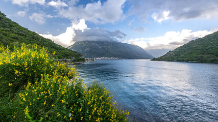 Ginster in der Bucht von Kotor
