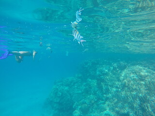 Abudefduf fish, commonly known as sergeant major fish, is a brightly colored reef fish often found...