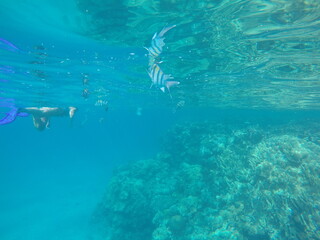 Abudefduf fish, commonly known as sergeant major fish, is a brightly colored reef fish often found in the Red Sea, including the coastal waters of Egypt. These fish are small but easily recognizable d