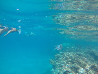 Abudefduf fish, commonly known as sergeant major fish, is a brightly colored reef fish often found in the Red Sea, including the coastal waters of Egypt. These fish are small but easily recognizable d