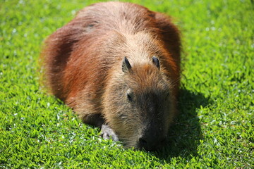 capybara