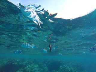 Abudefduf fish, commonly known as sergeant major fish, is a brightly colored reef fish often found...