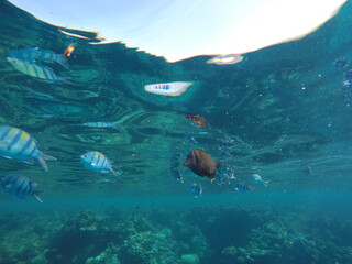 Abudefduf fish, commonly known as sergeant major fish, is a brightly colored reef fish often found...