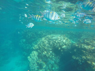 Abudefduf fish, commonly known as sergeant major fish, is a brightly colored reef fish often found...