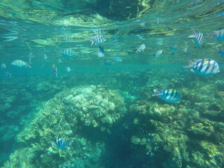 Abudefduf fish, commonly known as sergeant major fish, is a brightly colored reef fish often found in the Red Sea, including the coastal waters of Egypt. These fish are small but easily recognizable d