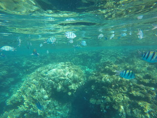 Abudefduf fish, commonly known as sergeant major fish, is a brightly colored reef fish often found in the Red Sea, including the coastal waters of Egypt. These fish are small but easily recognizable d