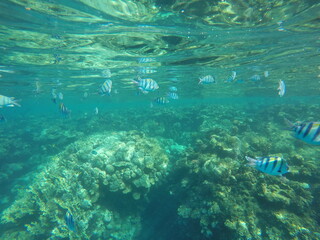 Abudefduf fish, commonly known as sergeant major fish, is a brightly colored reef fish often found in the Red Sea, including the coastal waters of Egypt. These fish are small but easily recognizable d