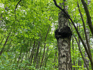 Birch mushroom chaga grows on birch tree trunk in the forest. Inonotus obliquus or Chaga fungus. Organic pathogen used in alternative medicine. Natural antioxidant