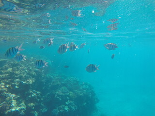 Abudefduf fish, commonly known as sergeant major fish, is a brightly colored reef fish often found in the Red Sea, including the coastal waters of Egypt. These fish are small but easily recognizable d