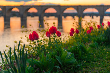Flowers by the River
