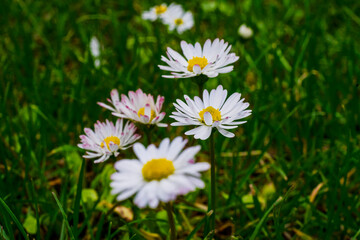 Nature scene with blooming bellis perennis, commonly known as the white daisy © Vlad Ispas