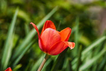 Spring and summer nature scene with blooming tulips