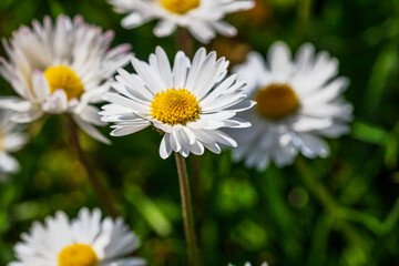 Nature scene with blooming bellis perennis, commonly known as the white daisy