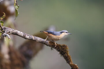 The white-tailed nuthatch (Sitta himalayensis) is a species of bird in the family Sittidae. It...