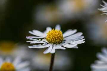Nature scene with blooming bellis perennis, commonly known as the white daisy © Vlad Ispas