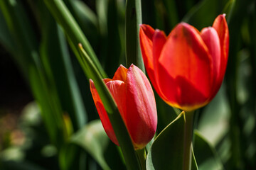 Naklejka premium Spring and summer nature scene with blooming tulips