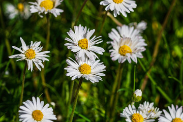 Nature scene with blooming bellis perennis, commonly known as the white daisy © Vlad Ispas