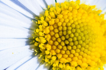 Nature scene with blooming bellis perennis, commonly known as the white daisy © Vlad Ispas
