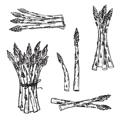 Multiple bundles and individual stalks of asparagus in black brush stroke texture isolated on white. Hand drawn vector sketch illustration in vintage charcoal ink. Healthy nutrition, fresh vegetable
